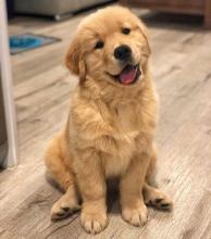 Puppies for sale golden retriever - France, Versailles