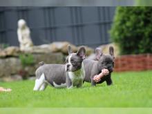 Puppies for sale french bulldog - Ukraine, Chernivtsi