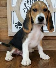 Puppies for sale beagle - Estonia, Kohtla-Jarve