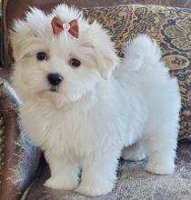 Puppies for sale maltese - Belarus, Brest