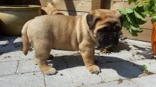 Puppies for sale bullmastiff - Russia, Ivan