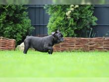 Puppies for sale french bulldog - Malta, Valletta