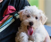 Puppies for sale west highland white terrier - Ireland, Cork