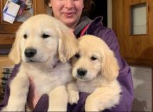 Puppies for sale golden retriever - Ireland, Cork