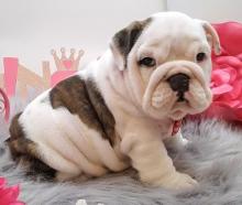 Puppies for sale english bulldog, english bulldog - Finland, Helsinki