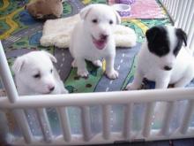 Puppies for sale canaan dog - USA, California
