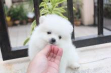 Puppies for sale pomeranian spitz - Austria, Graz