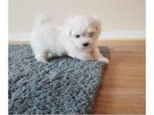 Puppies for sale maltese - Ireland, Cluain Meala