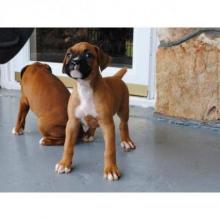 Puppies for sale boxer - Czech Republic, Brno