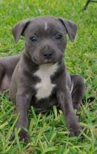 Puppies for sale staffordshire bull terrier - United Kingdom, Nottingham