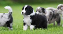 Puppies for sale collie - Finland, Rovaniemi