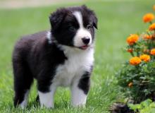 Puppies for sale collie - Denmark, Kopenagen. Price 10 €