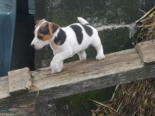 Puppies for sale jack russell terrier - Denmark, Kopenagen