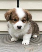 Puppies for sale maltese - Ireland, CRAIGAVON