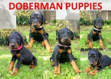 Puppies for sale doberman - Finland, Helsinki. Price 10 €