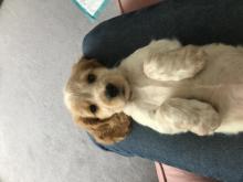 Puppies for sale cocker spaniel - United Kingdom, Glasgow