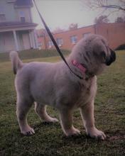 Puppies for sale , turkish kangal - United Kingdom, Edinburgh