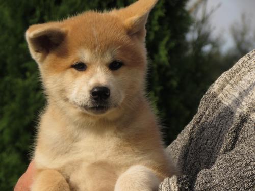 Продам щенка Акита, акита-ину - Россия, Санкт-Петербург. Цена 45000 рублей