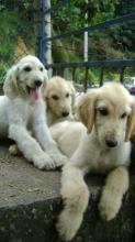 Puppies for sale afghan hound - Ireland, Dublin. Price 10 €