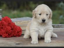 Puppies for sale golden retriever - Spain, Salamanca