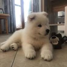 Puppies for sale samoyed dog (samoyed) - Ireland, Kilkenny