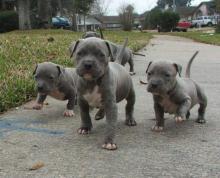 Puppies for sale american pit-bull terrier - Germany, Karlstadt