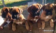 Puppies for sale boxer - Russia, Moscow. Price 10 €