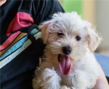 Puppies for sale west highland white terrier - Germany, Cologne