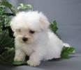 Puppies for sale maltese - Estonia, Tallinn