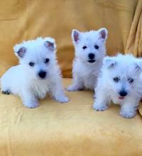 Puppies for sale west highland white terrier - France, Paris. Price 10 €
