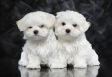 Puppies for sale maltese - France, Paris