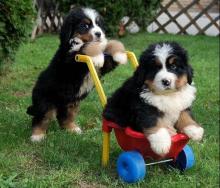 Puppies for sale bernese mountain dog - France, Paris