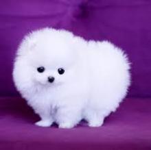 Puppies for sale pomeranian spitz - Austria, Graz