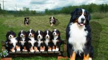 Puppies for sale bernese mountain dog - Finland, Helsinki