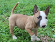 Puppies for sale bull terrier - France, Paris