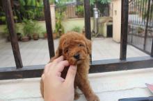 Puppies for sale toy-poodle - Slovakia, Bratislava