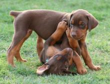 Puppies for sale doberman - Ireland, Cork