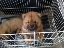 Puppies for sale chow chow - Estonia, Tallinn