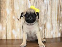 Puppies for sale pug - Latvia, Gulbene