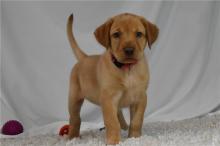 Puppies for sale labrador - Austria, Graz