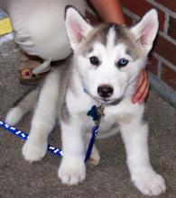 Puppies for sale other breed - Estonia, Sillamyae