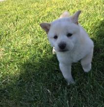 Puppies for sale , shiba inu - Belgium, Bruges