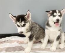 Puppies for sale , siberian husky - Germany, Cologne