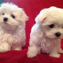 Puppies for sale maltese - Portugal, Lisbon