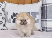Puppies for sale pomeranian spitz - Austria, Vienna