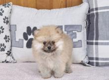 Puppies for sale pomeranian spitz - France, Toulouse