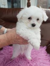 Puppies for sale , bichon frise - Ireland, Dublin