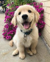 Puppies for sale golden retriever - Slovenia, Rijeka