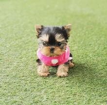 Puppies for sale yorkshire terrier - France, Metz