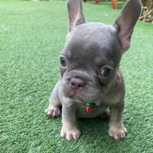 Puppies for sale french bulldog - France, Evreux